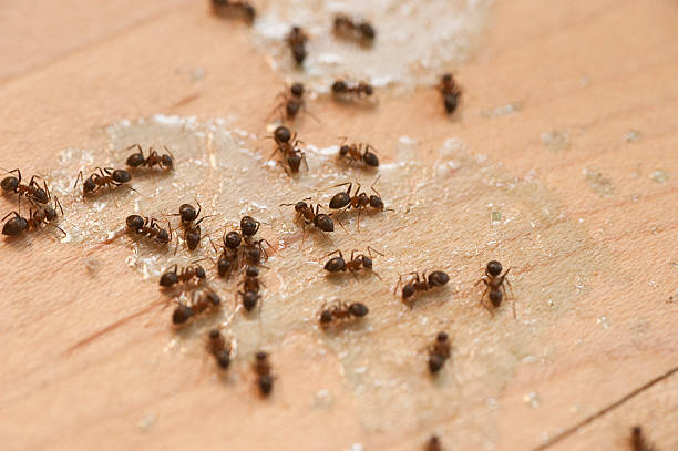Best Best Pest Control Companies  in Woodbury Heights, NJ