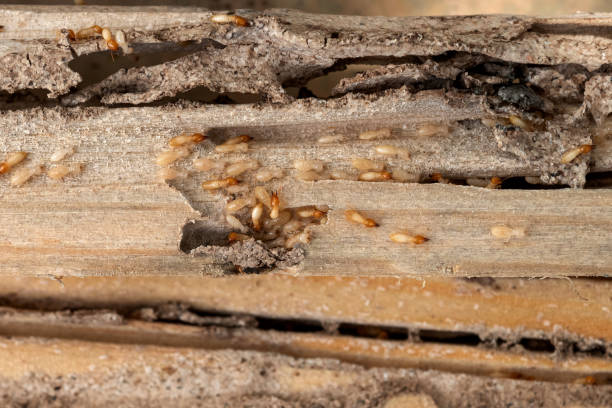 Best Pest Control for Businesses  in Woodbury Heights, NJ